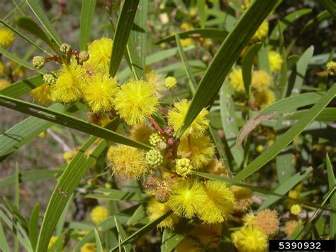 acacia confusa philippines